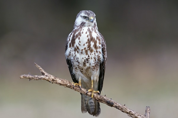 Buizerd zittend op een tak