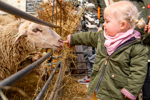 Mädchen füttert Heu an ein Schaf in Roerdalen