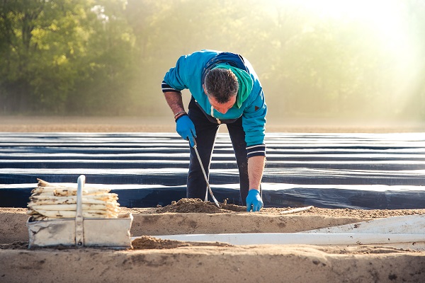 Aan het werk op de aspergevelden in de gemeente Roerdalen