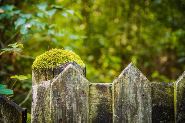 Fence overgrown with moss in Beegderheide nature reserve