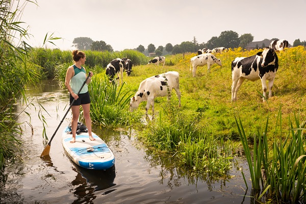 Suppen in Limburg langs de koeien die aan het grazen zijn